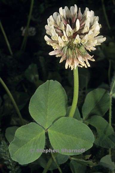 trifolium repens 2 graphic